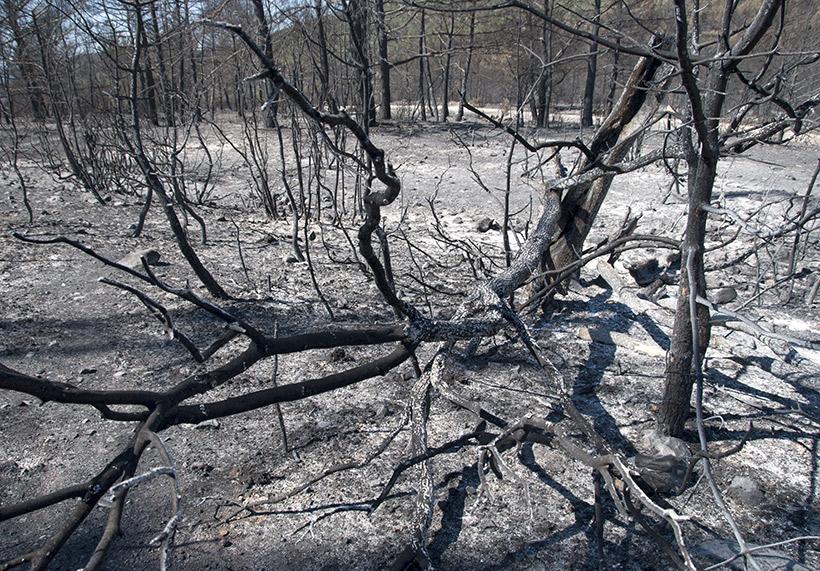 A wildlife range charred during a recent wildfire