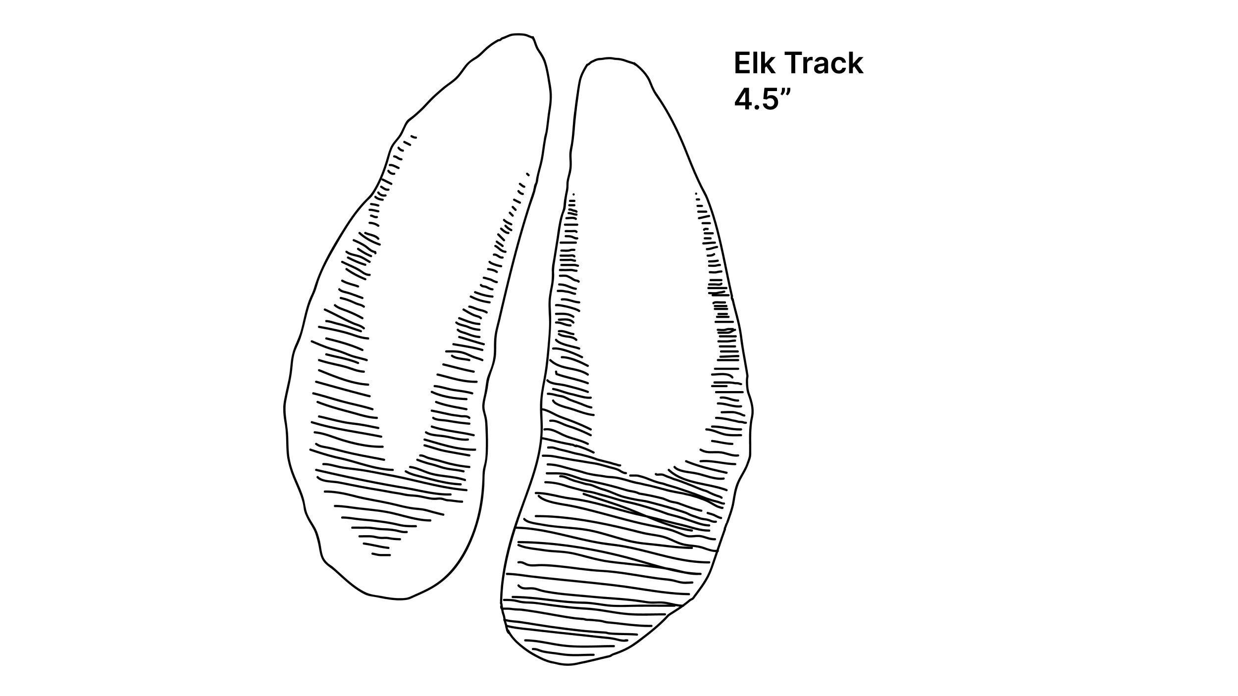 Elk track drawing