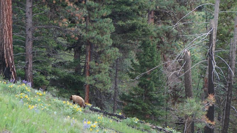 Black bear in neon green grass