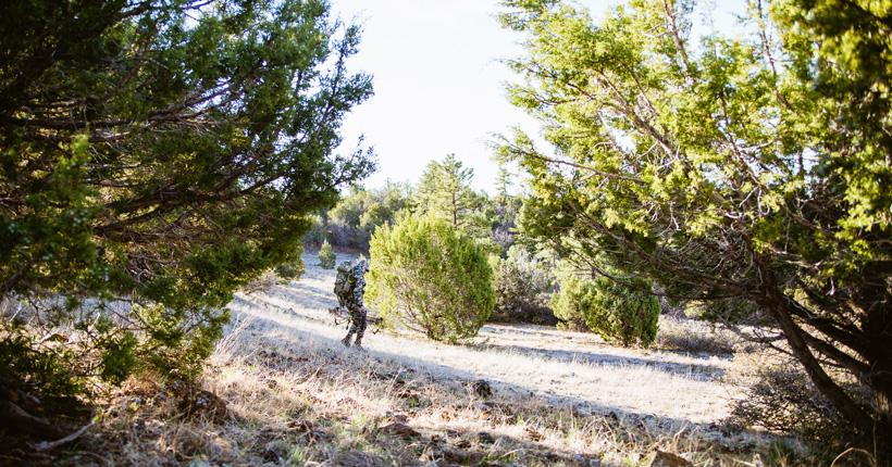 Looking for arizona black bears