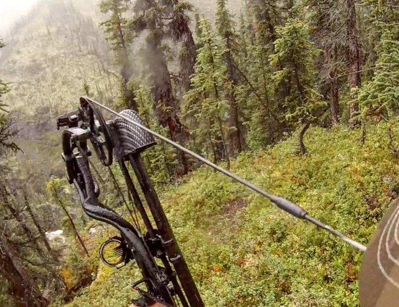 Full draw on a Dall sheep