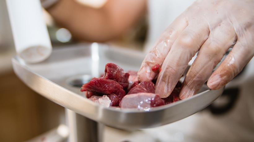 Processing black bear meat in grinder