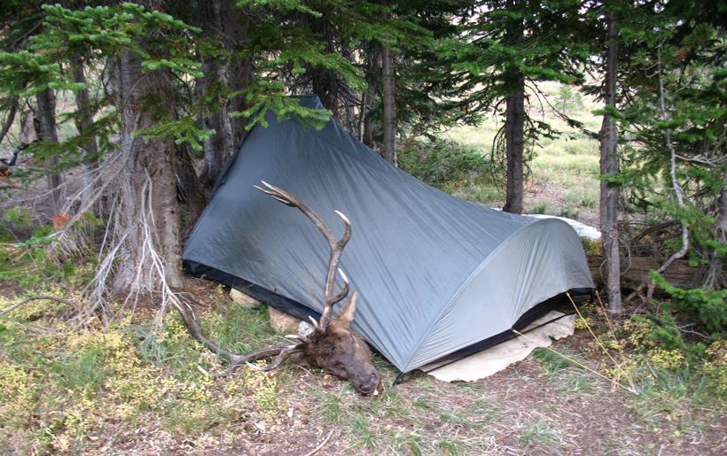 Elk camp with recently shot bull