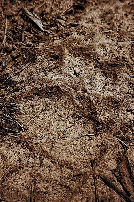 Black bear track in the desert