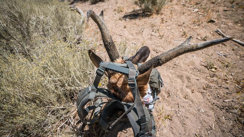 Mystery ranch pop up 38 hauling antelope buck