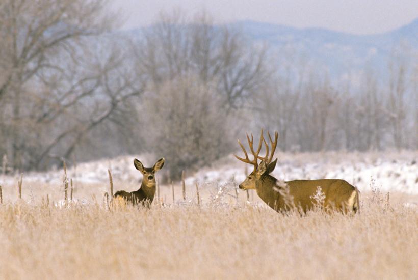 Mule deer rut triggers