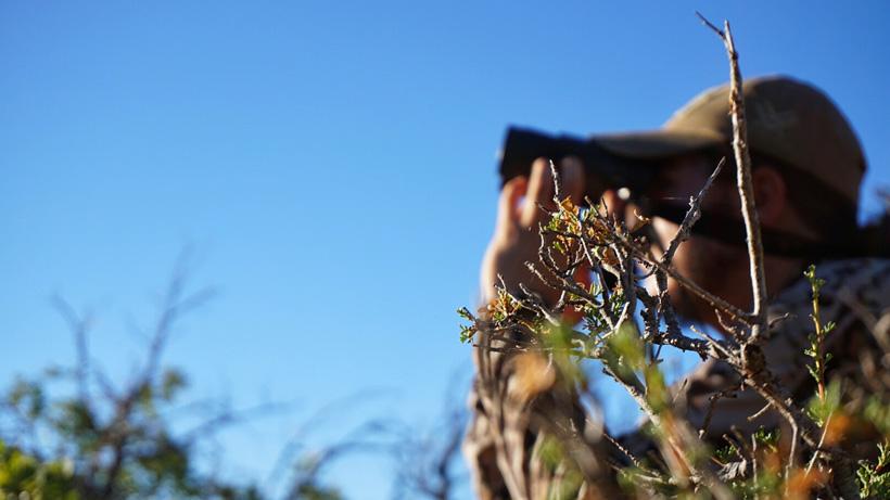 Using binoculars to locate black bears in arizona