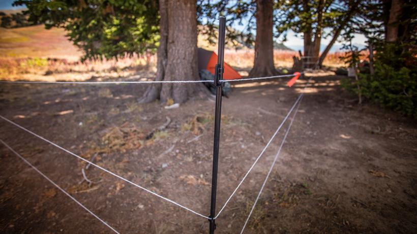 Grizzly bear backcountry electric fence