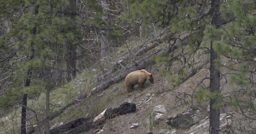 Blonde color phase black bear