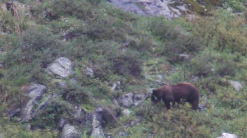 A spring bear remi ended up taking eating new budding flowers on a grassy hillside