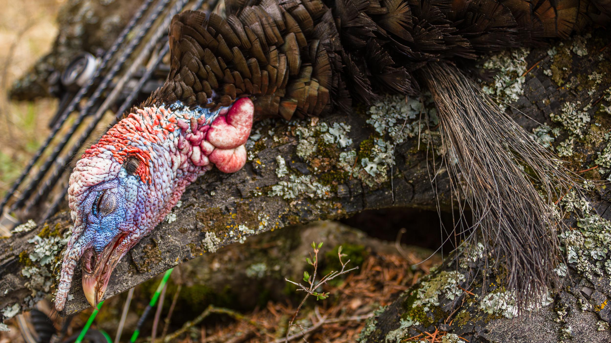 An archery over the counter turkey taken by Brady Miller