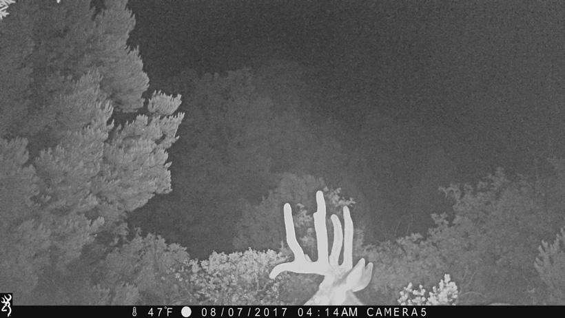 Trail camera photo showing poor camera placement 2