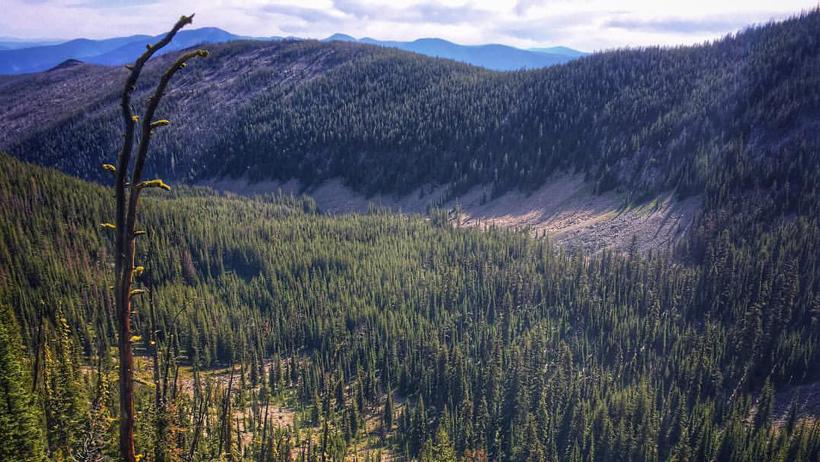 Scouting strategies for elk hunting