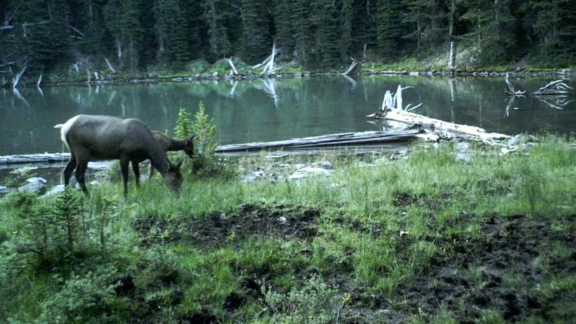 Cow elk feeding on trail camera photo