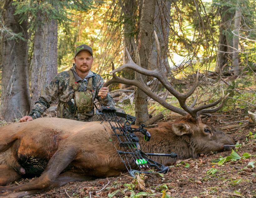 Great archery bull elk
