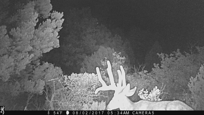 Trail camera photo showing poor camera placement