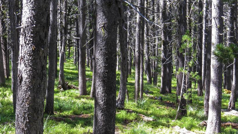 Thick timber scouting for elk