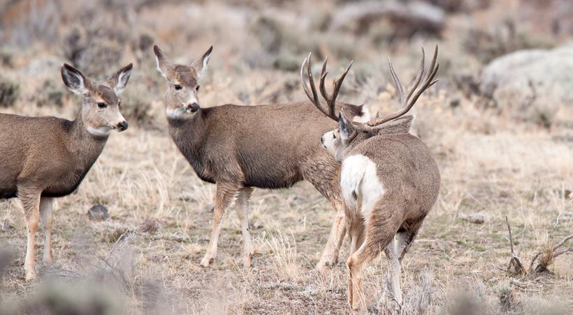 Mule deer buck in rut chasing does