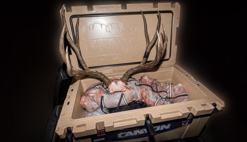 Mule deer buck and canyon cooler 2
