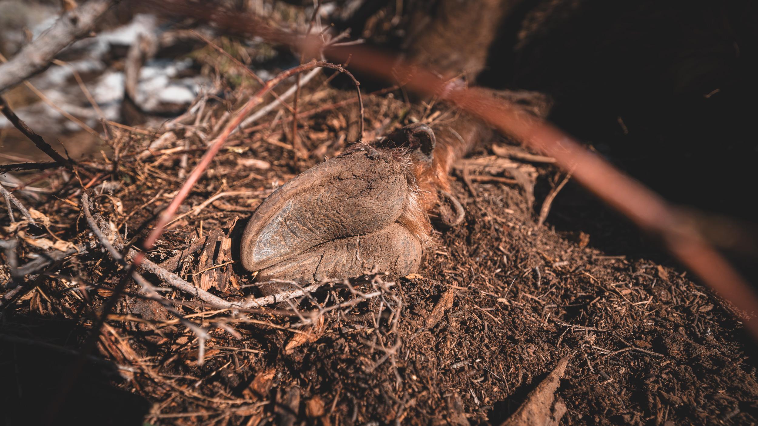 Mature bull elk hoof after successful muzzleloader hunt