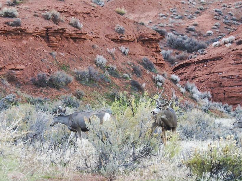 Mule deer buck chasing a doe