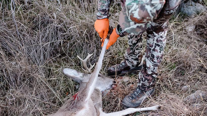 Mule deer down brandon koomler 1