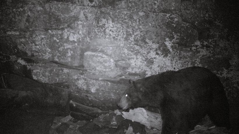 Trail cameras the death of hunting 5